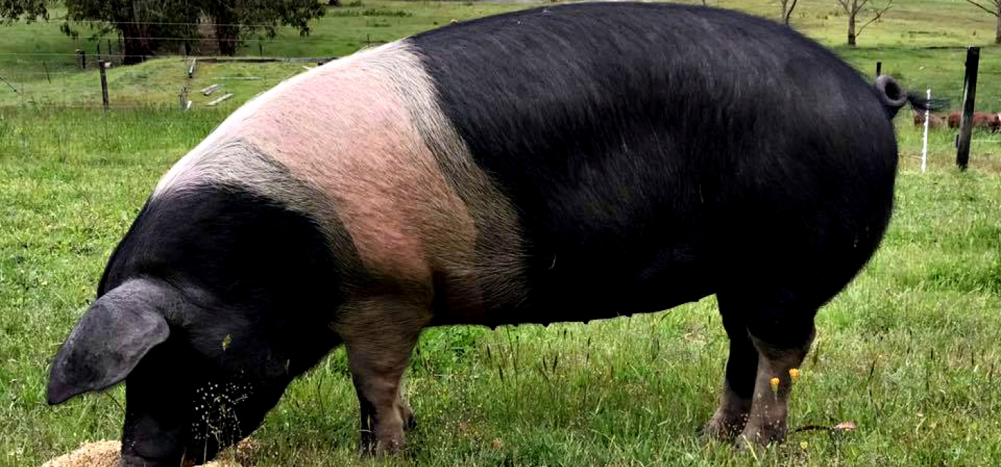 Barongarook Pork