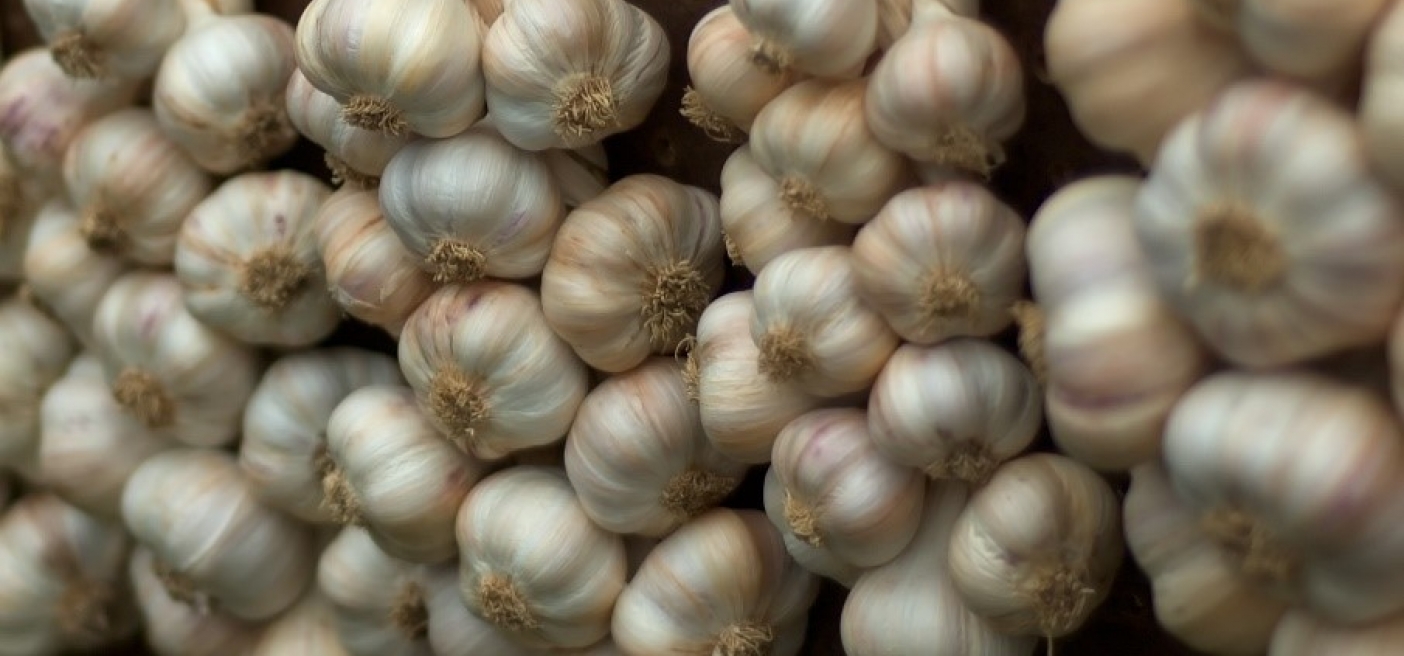 Freshwater Creek Organic Garlic